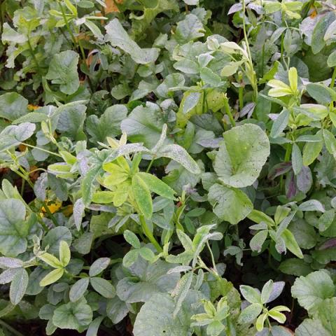 couvert anti-nématodes betteraves