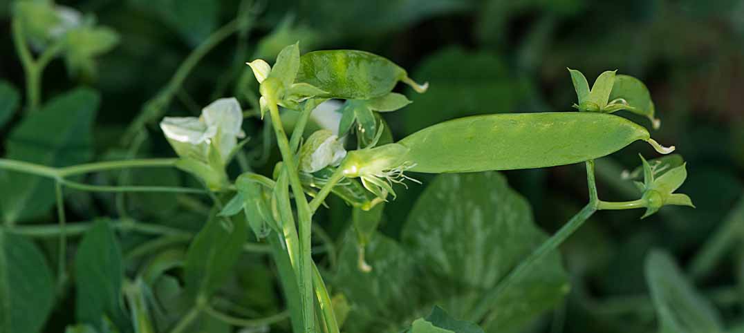 Graines potagères (semences) de pois