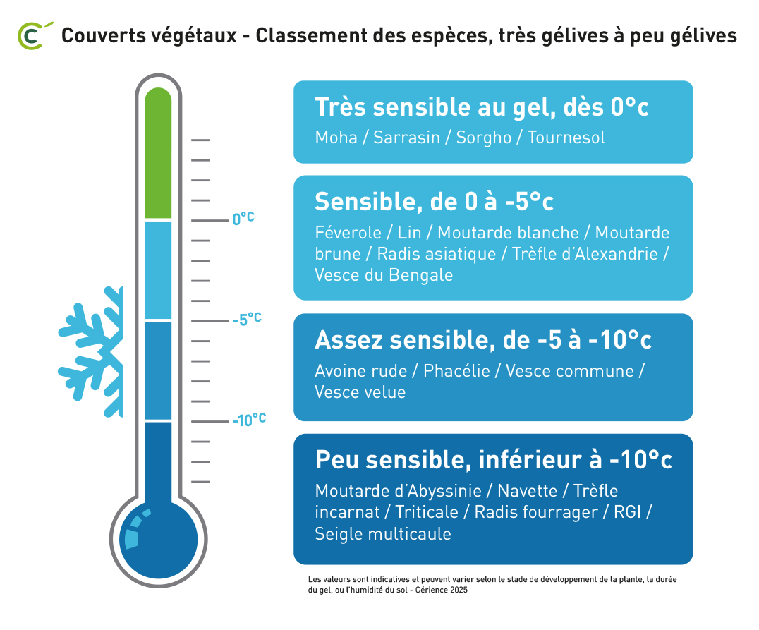 couverts végétaux, espèces sensibles au gel pour la destruction