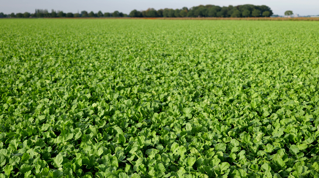 moutarde blanche anti-nématodes