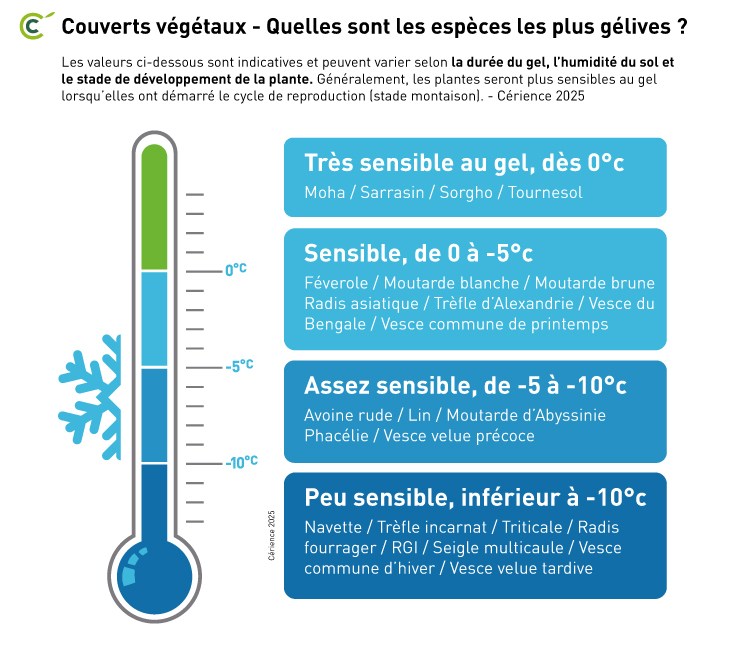 couverts végétaux : quelles sont les espèces le plus gélives pour la destruction des couverts ?