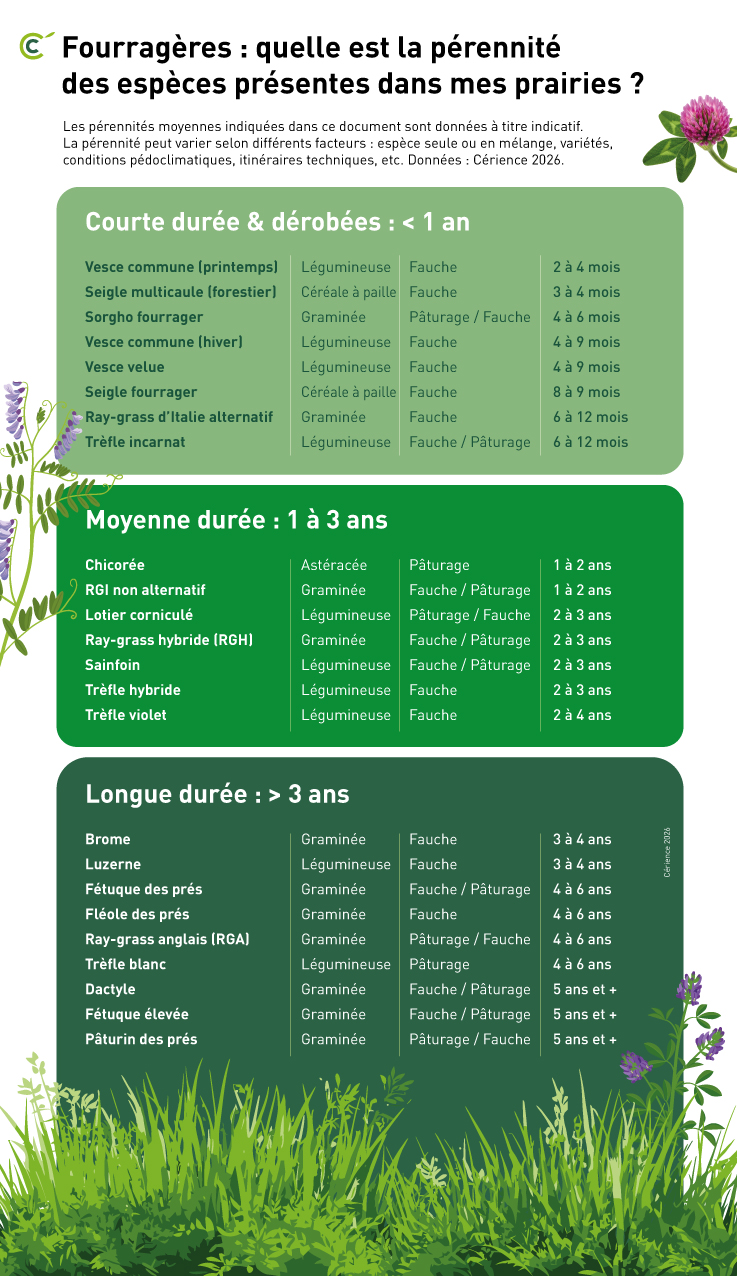 Prairie : quelle est la pérennité des espèces fourragères
