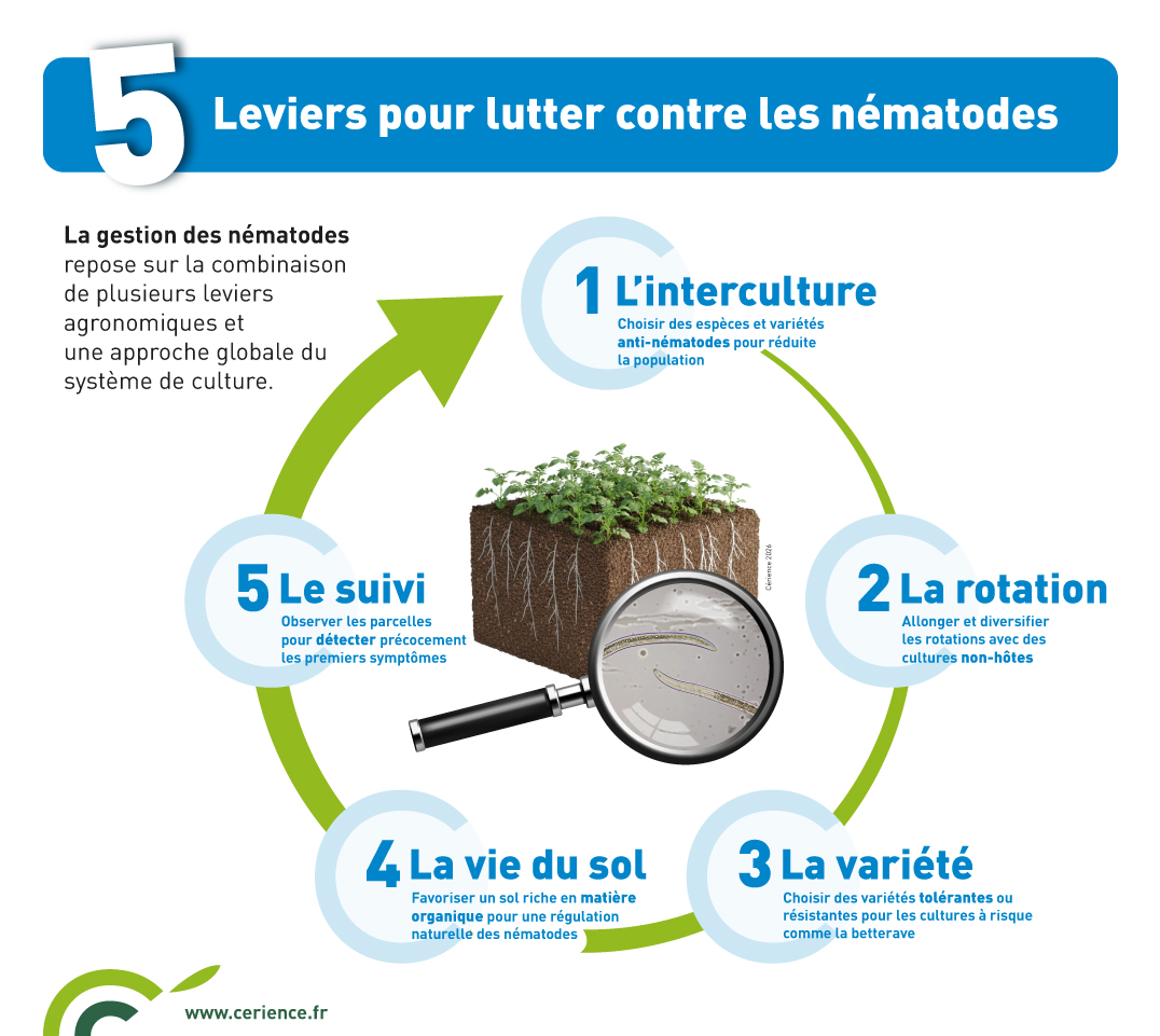 infographie : 5 leviers pour lutter contre les nématodes