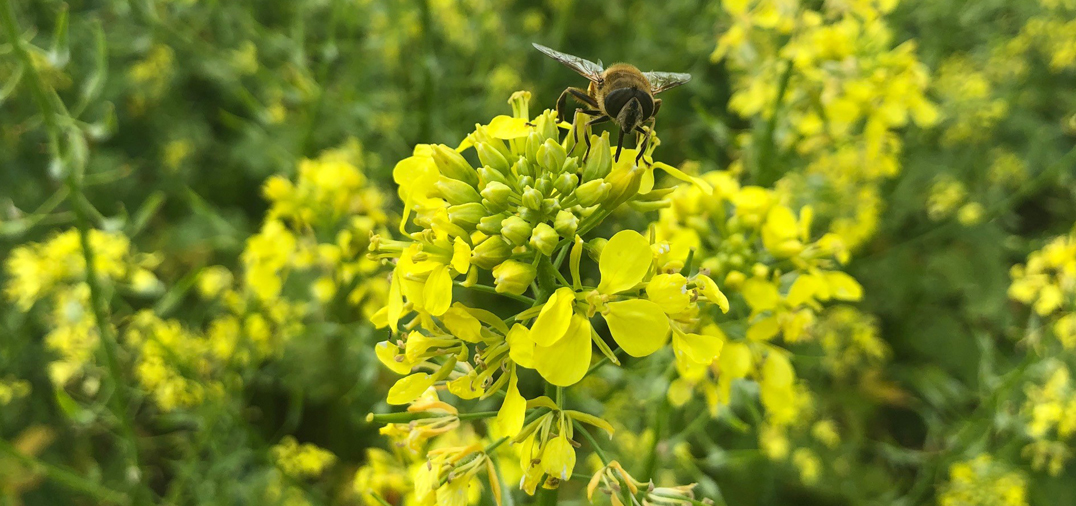 moutarde anti-nématodes