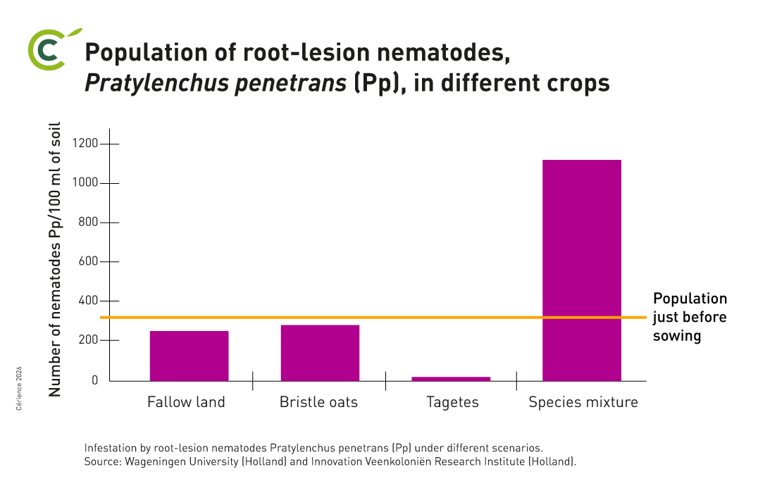 root-lesion nematode
