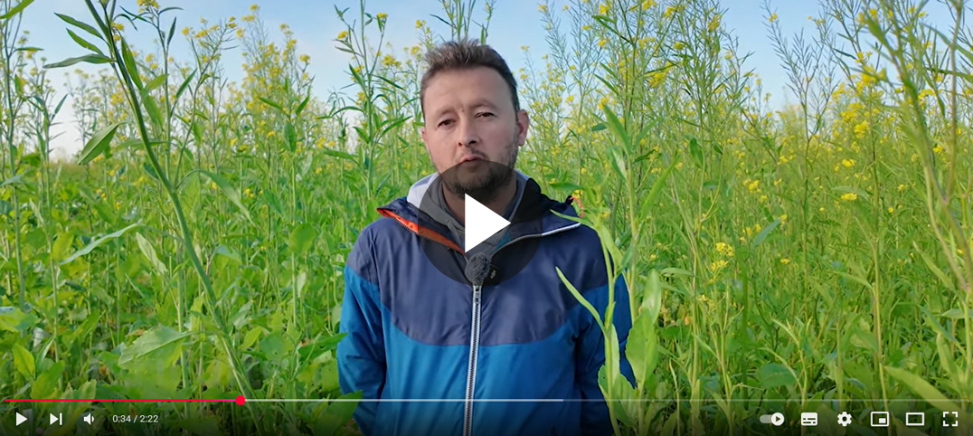 témoignage agriculteur :couvert semé à la volée avant moisson