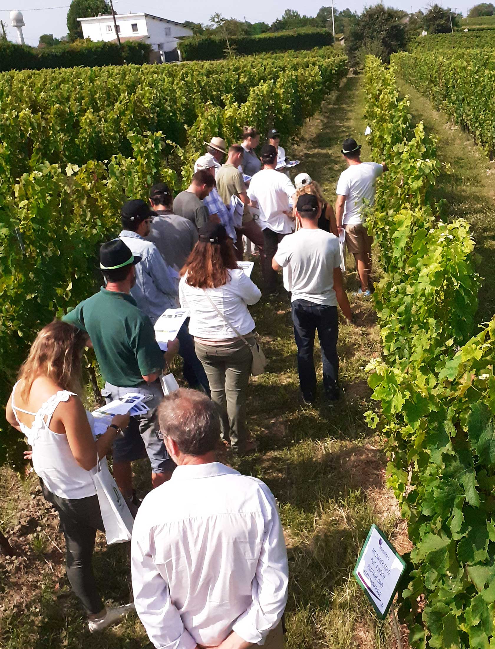 Solution biocontrôle couvert vigne 2