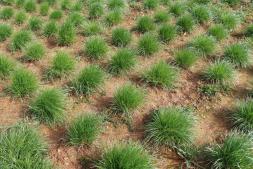 semences ray grass variete