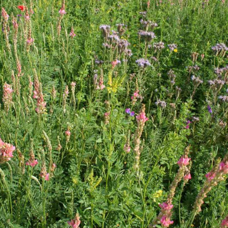 semence couvert végétaux MELIFLORE FLEURS