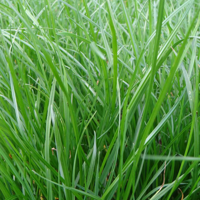 semences ray grass anglais lobrac