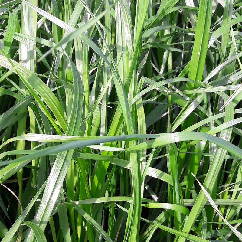 semences ray grass italie RIPSY