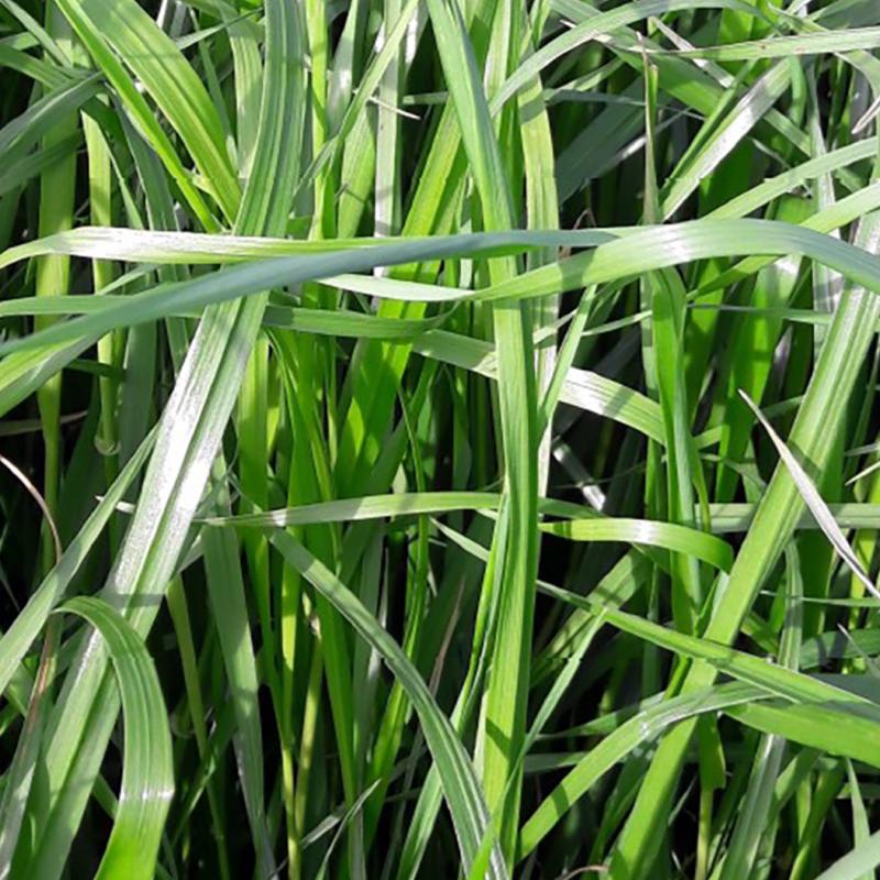 semences ray grass Italie ATOLL