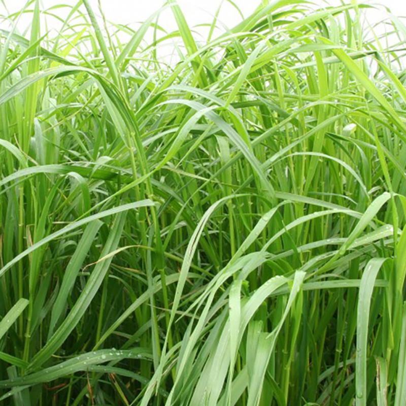 semences ray grass italie JEDOR