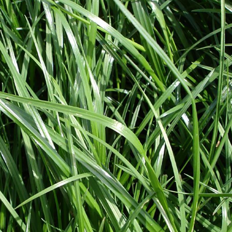 semences ray grass anglais ABERAVON