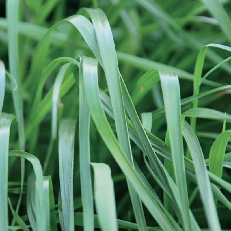 semences ray grass anglais ALBION