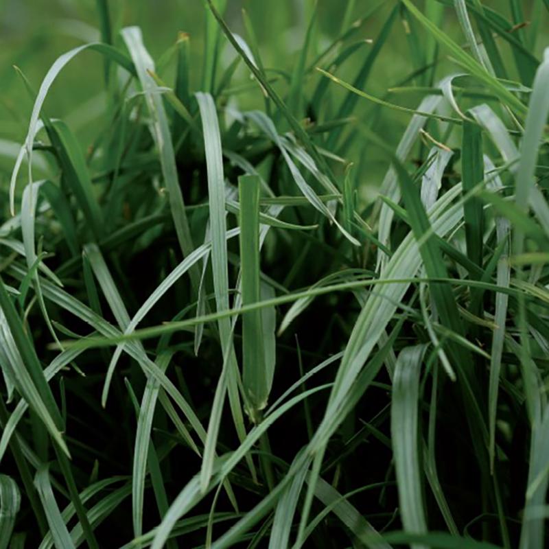 semences ray grass hybride ENDURO