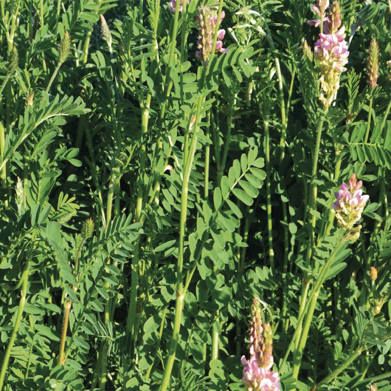 semences sainfoin PERDIX