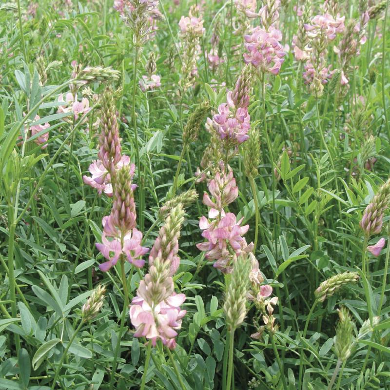 semences sainfoin PERLY