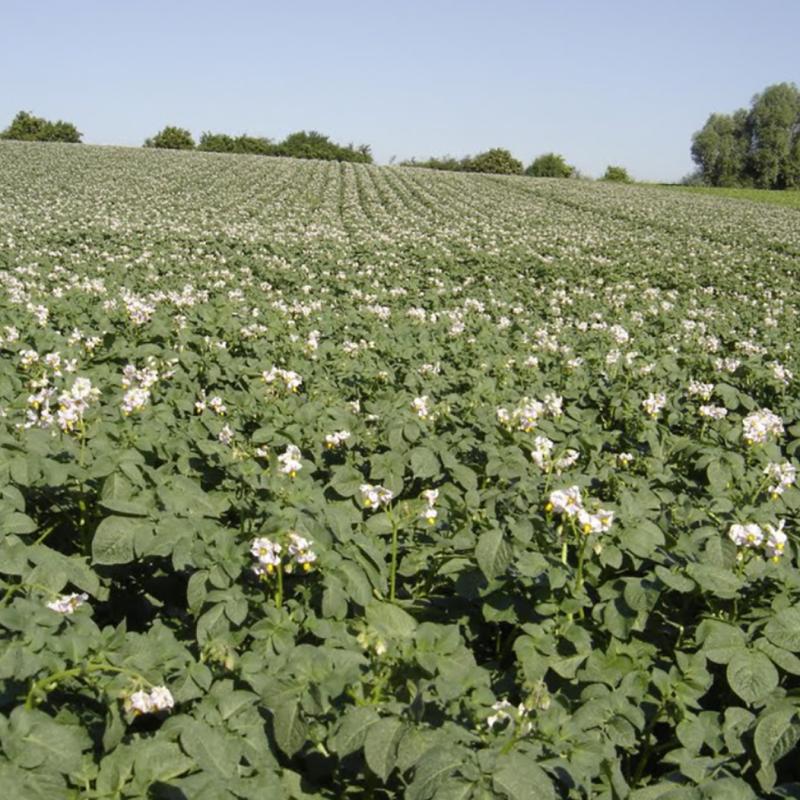 solution biocontrole pomme terre finavestan