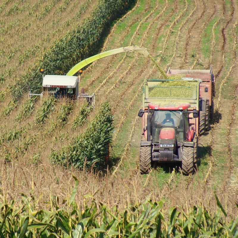 conservateur ensilage de maïs silo-king ws