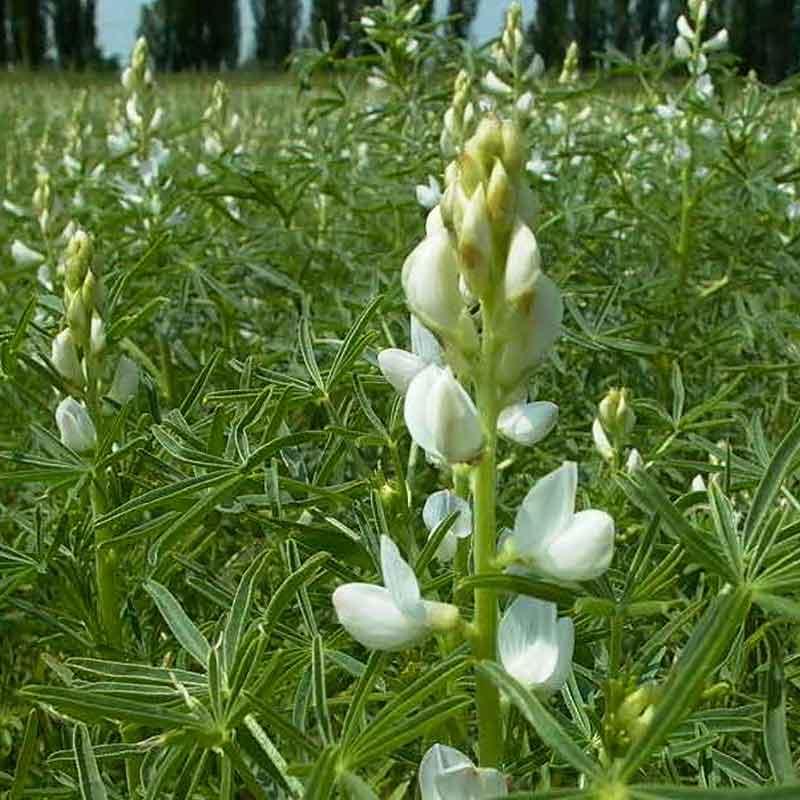 lupin bleu arabella semences