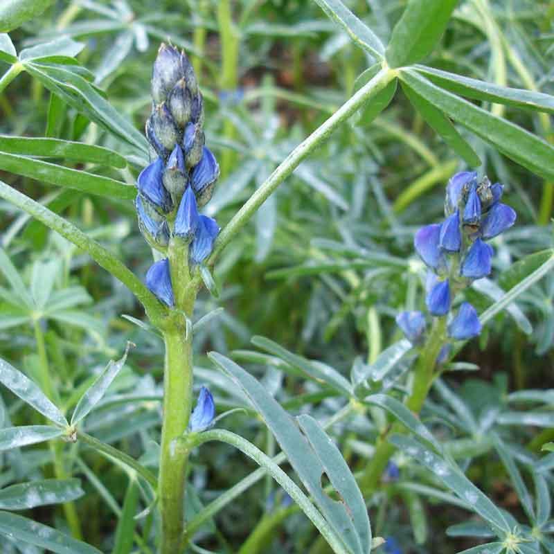 semences lupin bleu variété boregine 2