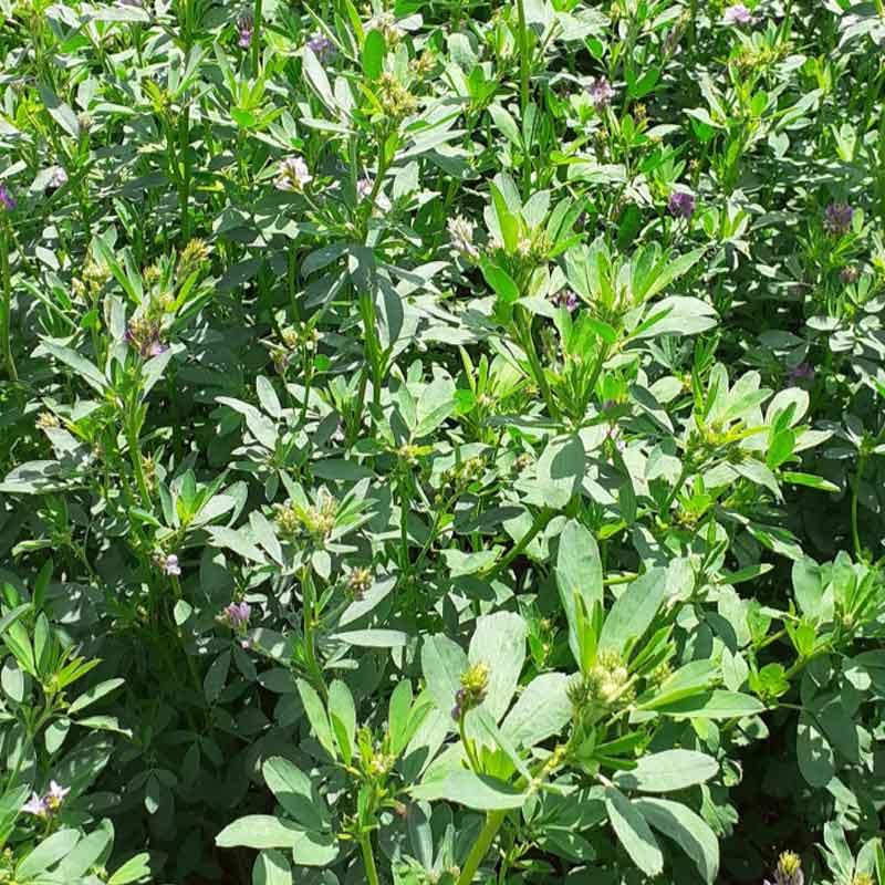 Alfalfa seeds Per-Max mixture Cérience 