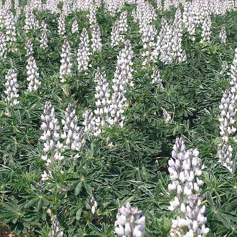 semences lupin printemps feodora 