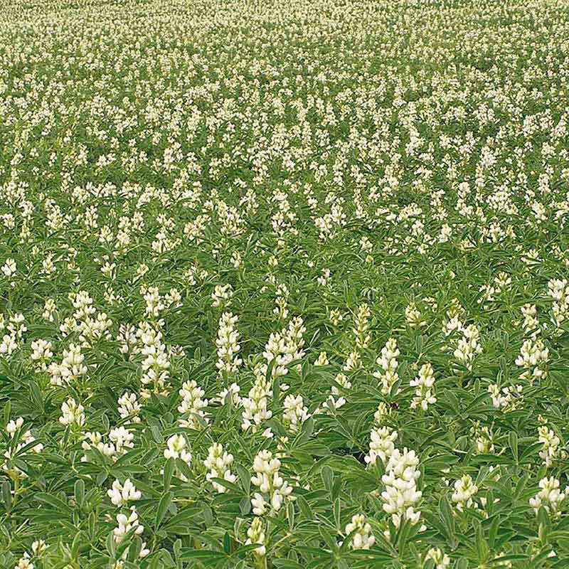 semences lupin printemps figaro