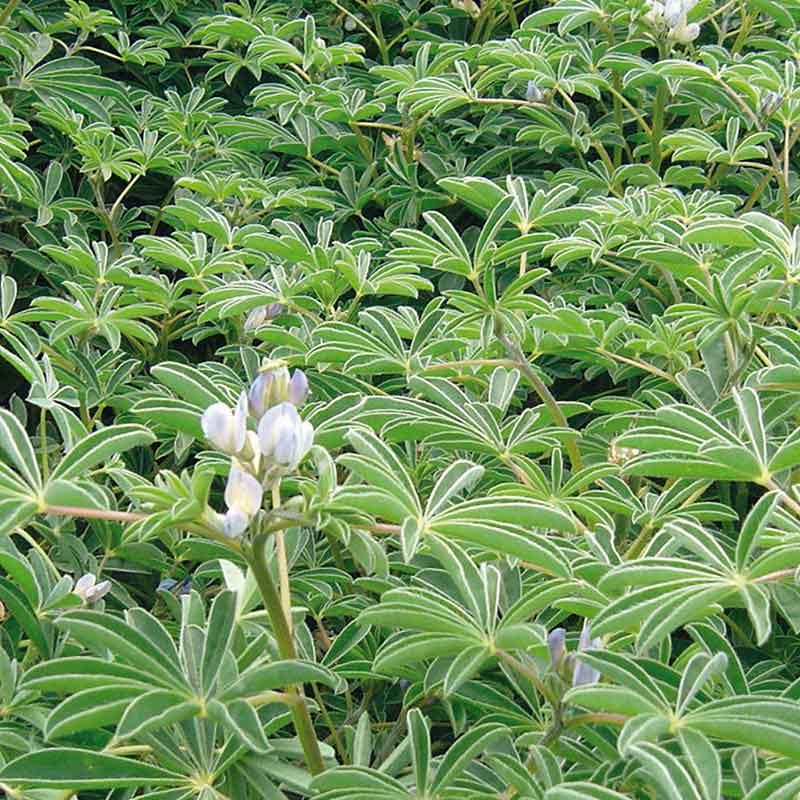 semences lupin printemps sulimo