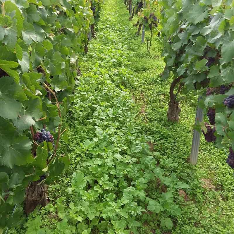 moutarde blanche Abraham couvert végétal engrais vert