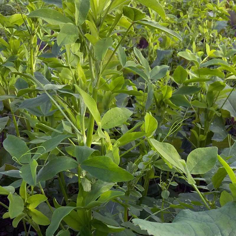 semences couverts végétaux mélange chlorofiltre élite