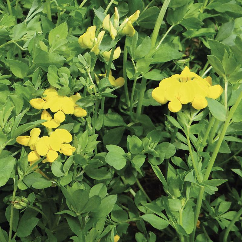 lotier corniculé variété Altus légumineuse