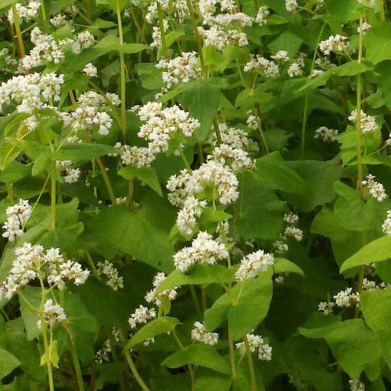 semences sarrasin variété la harpe blé noir méllifère