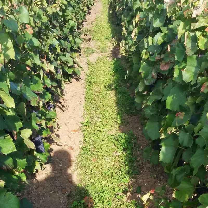 trèfle blanc nain enherbement permanent des vigne