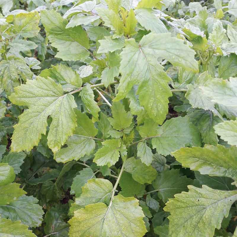 Moutarde blanche anti-nématodes variété Emilia