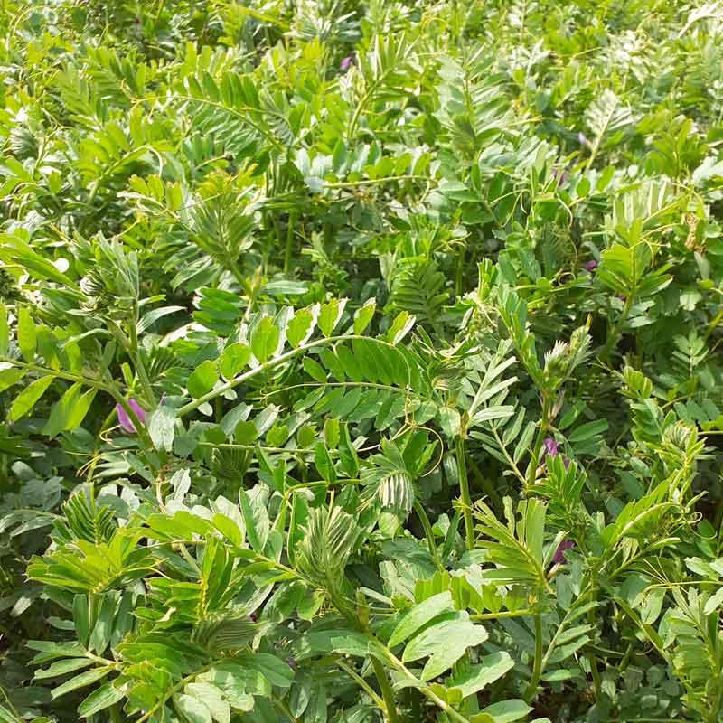 vesce commune variété carbure légumineuses engrais vert