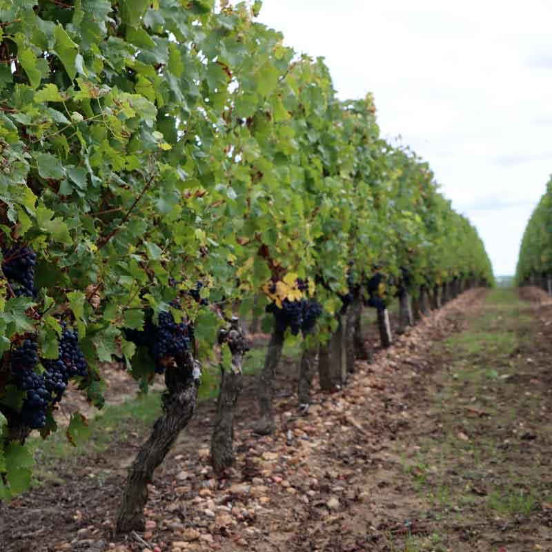 Messager biocontrole vigne mildiou oidium