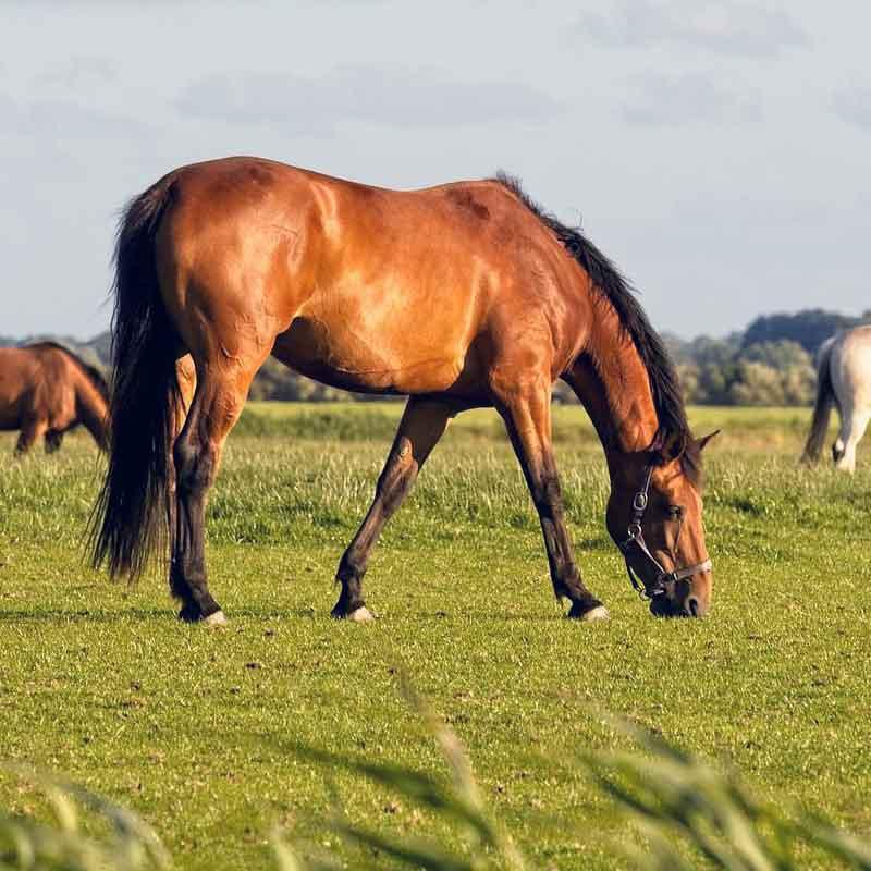 semences mélange prairie m-chevaux 