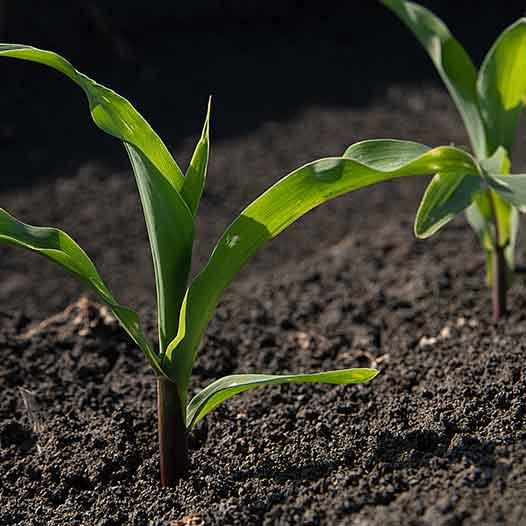 biostimulant pour semences Insemo