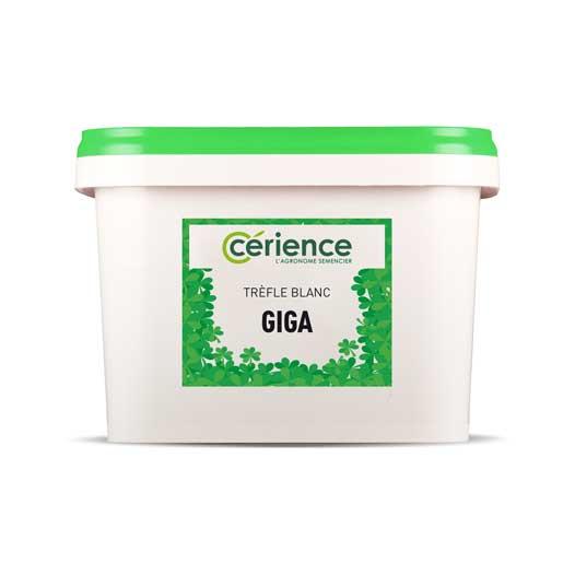 Semence de trèfle blanc, variété Giga de Cérience 