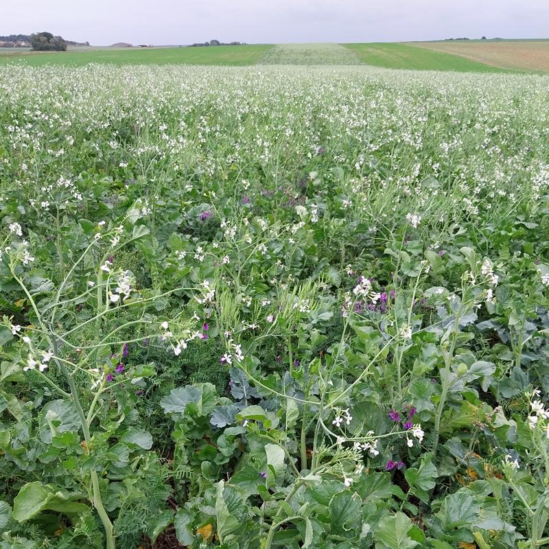 Parcelle couvert Chlorofiltre Jet SAS FLY semé à la vol"e avant moisson