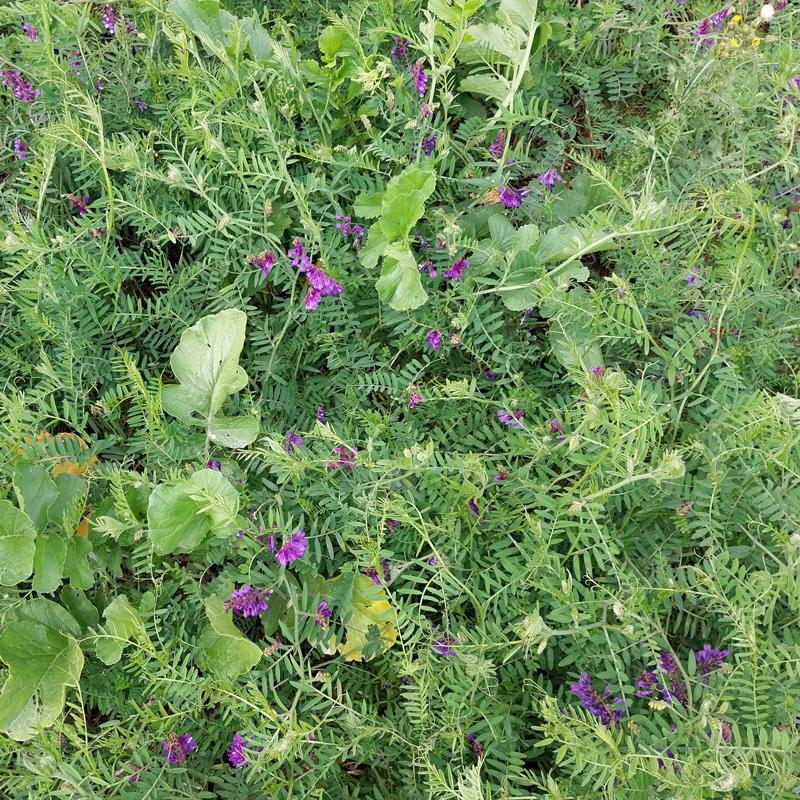 chlorofiltre-sas-fly-radis-vesce-velue-fleur