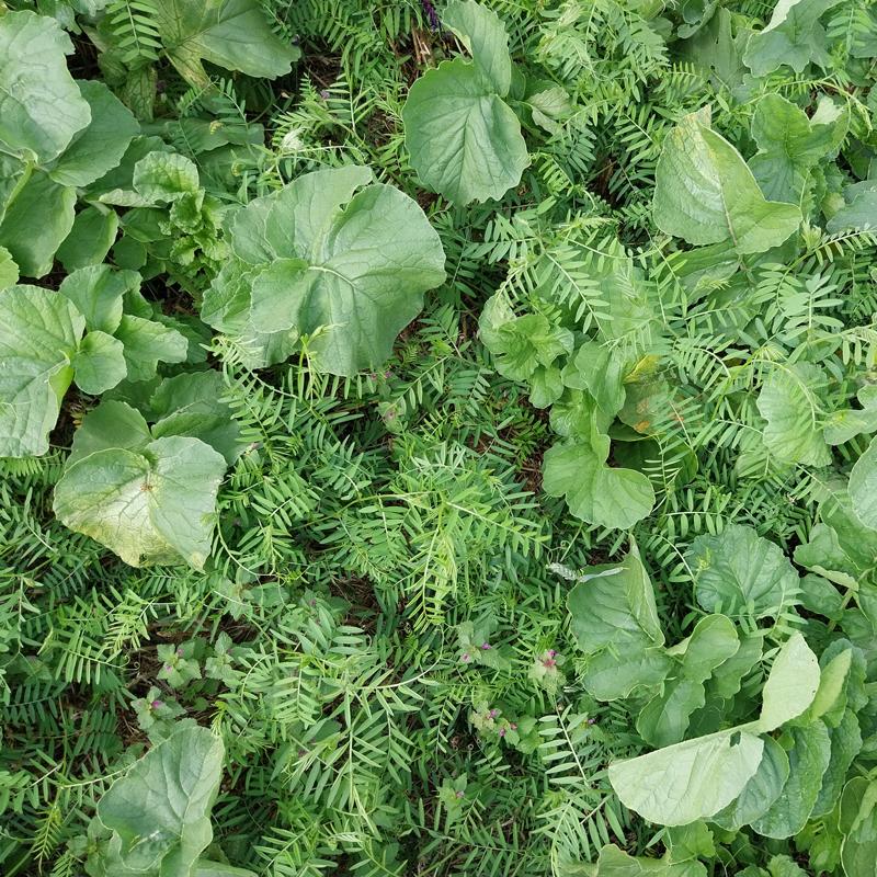 chlorofiltre-sas-fly-radis-vesce-velue