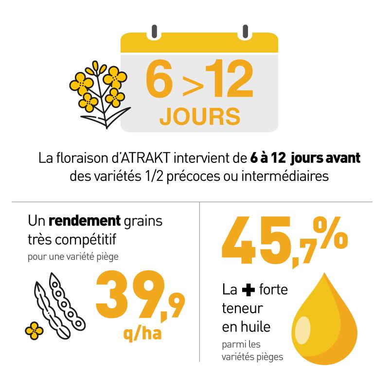 colza précoce piège à méligèthes