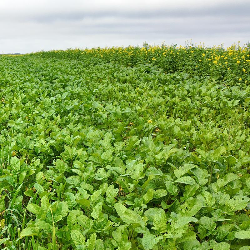 chlorofiltre fast sas fly semis a la volee