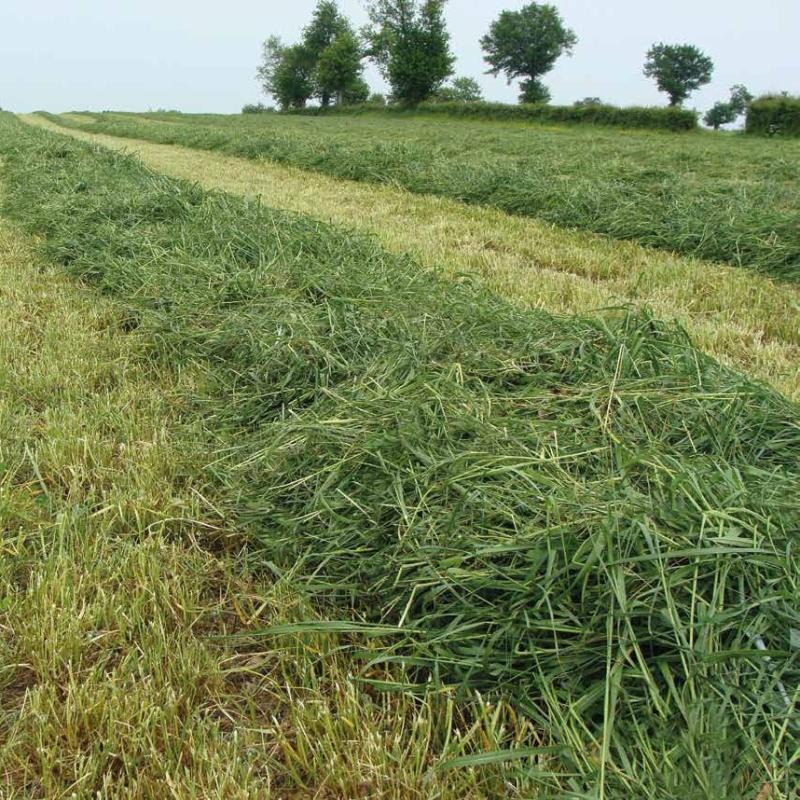 Ray-Grass-D'Italie RIAMY