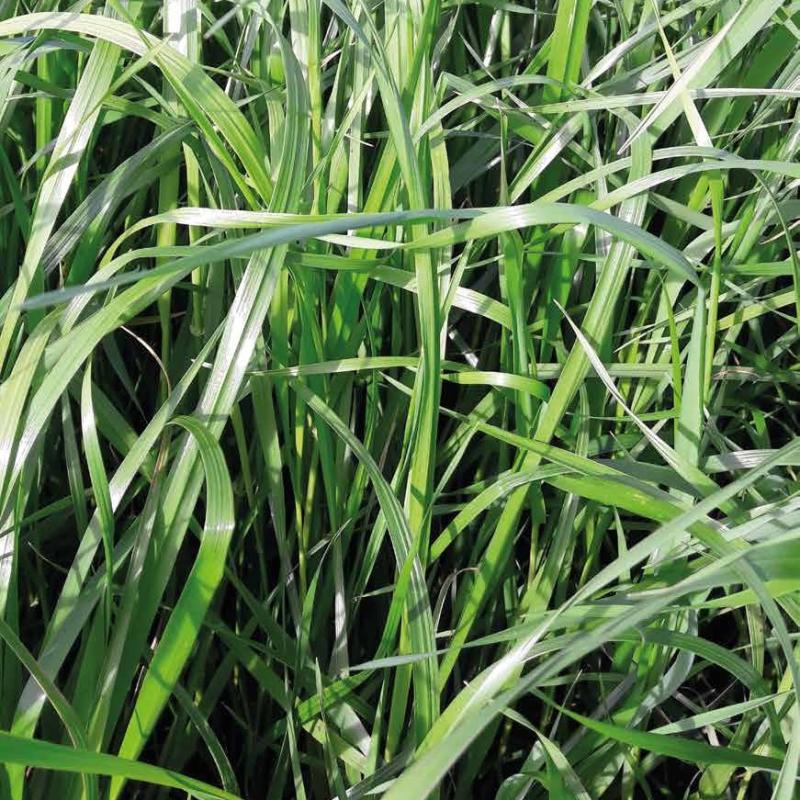 ray-grass d'italie non alternatif ricordy