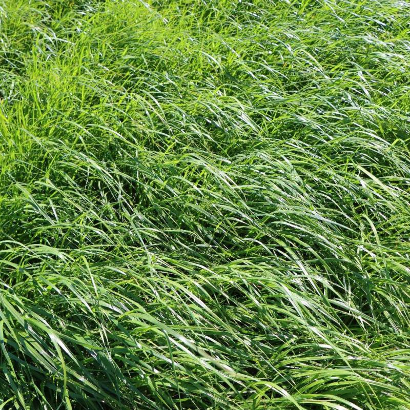 Ray-Grass-Hybride - RHAMPY