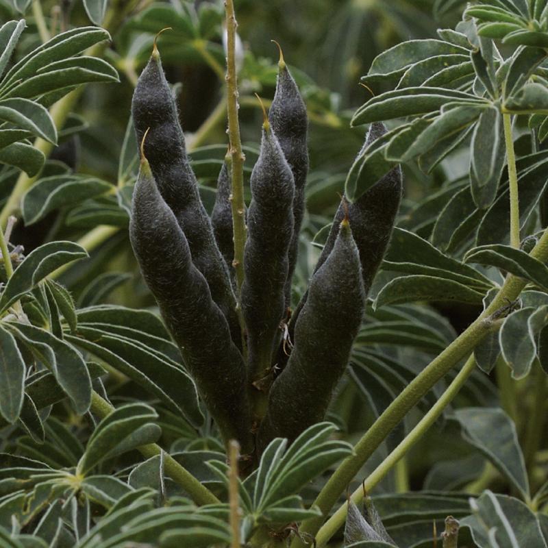image du lupin d'hiver variété Ulysse